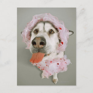 Carte Postale Chien malamué portant un tutu et s'accrochant