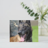 Carte Postale Chien Malinois Belge Souriant (Debout devant)