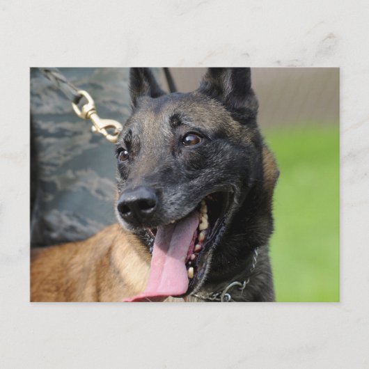 Carte Postale Chien Malinois Belge Souriant (Devant)
