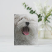 Carte postale Chien Maltais (Debout devant)