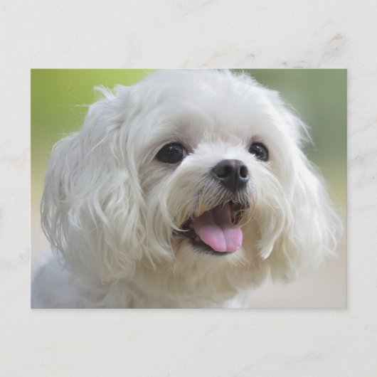 Carte Postale Chien maltais blanc (Devant)
