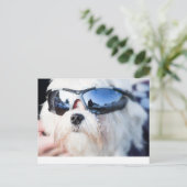 Carte Postale Chien maltais mignon (Debout devant)