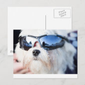 Carte Postale Chien maltais mignon (Devant / Derrière)