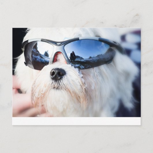 Carte Postale Chien maltais mignon (Devant)