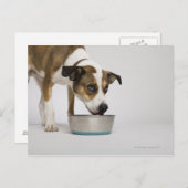 Carte Postale Chien mangeant dans un bol (Devant / Derrière)