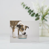 Carte Postale Chien mangeant dans un bol (Debout devant)