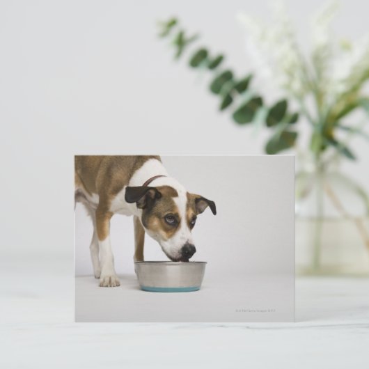 Carte Postale Chien mangeant dans un bol (Debout devant)