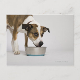 Carte Postale Chien mangeant dans un bol