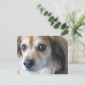 Carte Postale chien mignon (Debout devant)