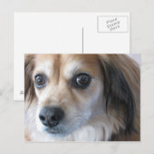 Carte Postale chien mignon (Devant / Derrière)