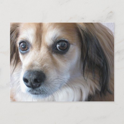 Carte Postale chien mignon (Devant)