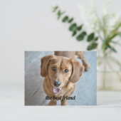 Carte Postale Chien mignon (Debout devant)