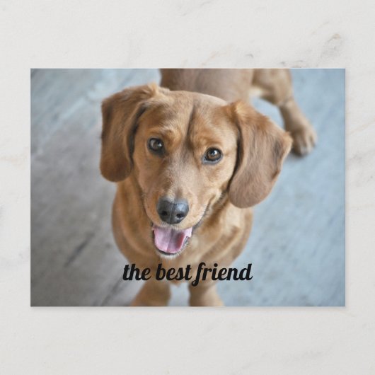 Carte Postale Chien mignon (Devant)