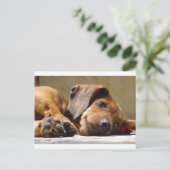 Carte Postale Chien mignon (Debout devant)