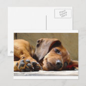 Carte Postale Chien mignon (Devant / Derrière)