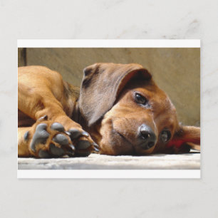 Carte Postale Chien mignon
