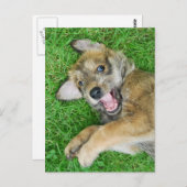 Carte Postale Chien mignon Berger Picard chiot. (Devant / Derrière)