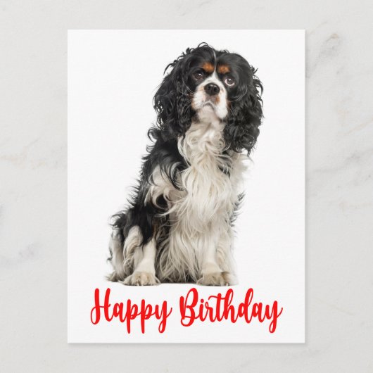Carte Postale Chien mignon Cavalier King Charles Spaniel Anniver (Devant)