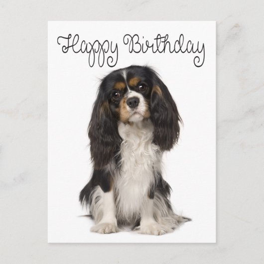Carte Postale Chien mignon Cavalier King Charles Spaniel Anniver (Devant)