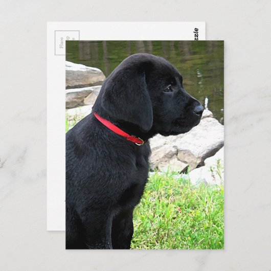 Carte Postale Chien mignon de marionnette du Black Lab - Chien d (Devant / Derrière)