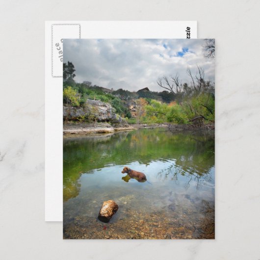 Carte Postale Chien nageant à Barton Creek - Austin Texas (Devant / Derrière)