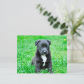 Carte Postale Chien noir de bébé (Debout devant)