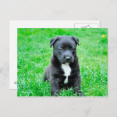 Carte Postale Chien noir de bébé (Devant / Derrière)