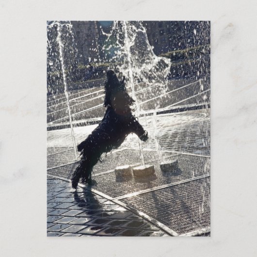 Carte Postale Chien noir sautant à travers la fontaine au bord d (Devant)