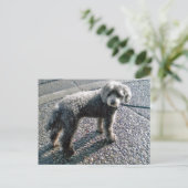 Carte Postale Chien nommé Louis Postcard (Debout devant)