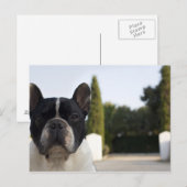 Carte Postale Chien par entrée (Devant / Derrière)