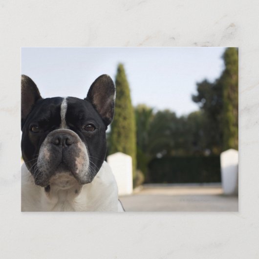 Carte Postale Chien par entrée (Devant)