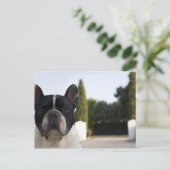 Carte Postale Chien par entrée (Debout devant)