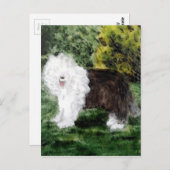 Carte Postale Chien peignant vieux chien anglais (Devant / Derrière)