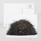 Carte Postale Chien pekingese noir allongé (Devant / Derrière)