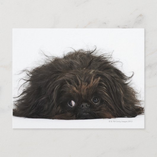 Carte Postale Chien pekingese noir allongé (Devant)