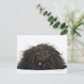 Carte Postale Chien pekingese noir allongé (Debout devant)