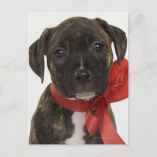 Carte Postale Chien Pitbull portant un ruban rouge