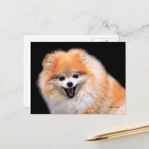 Carte Postale Chien Pomeranian Rieur Mignon