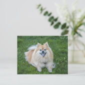 Carte Postale Chien Pomeranian Sable Crème (Debout devant)