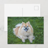 Carte Postale Chien Pomeranian Sable Crème (Devant / Derrière)