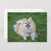 Carte Postale Chien poméranien de crème (Devant / Derrière)