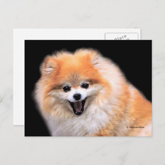 Carte Postale Chien Poméranien mignon riant (Devant / Derrière)