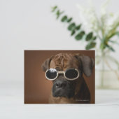 Carte Postale Chien portant des lunettes de soleil (Debout devant)