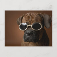 Chien portant des lunettes de soleil