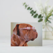 Carte Postale Chien portant des lunettes roses (Debout devant)