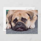 Carte Postale Chien Posé Sur Le Sol (Devant / Derrière)