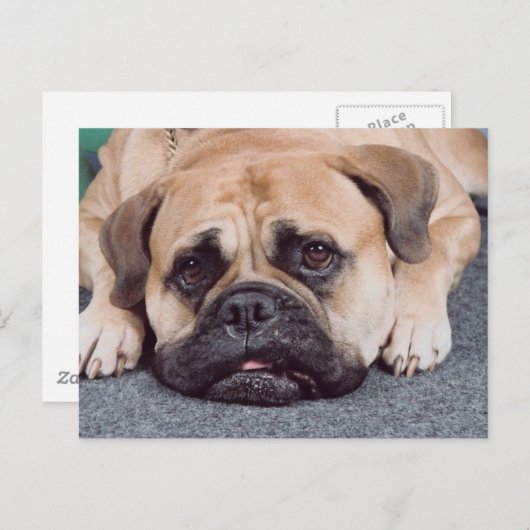 Carte Postale Chien Posé Sur Le Sol (Devant / Derrière)