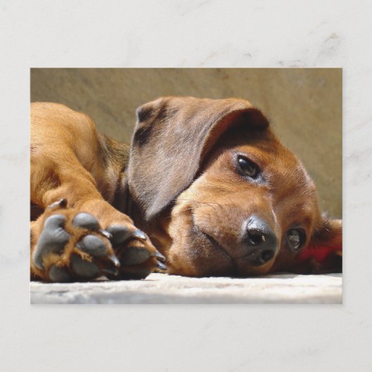 Carte Postale Chien qui t'a manqué (Devant)