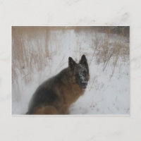 Chien Rasé Allemand Dans Un Tempête De Neige