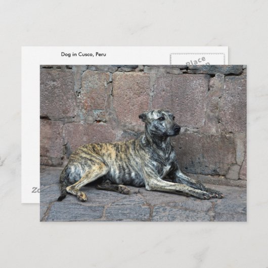 Carte Postale Chien rayé gris à Cusco, Pérou (Devant / Derrière)